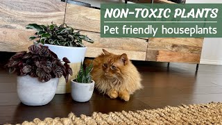 35 Non-Toxic Pet-Safe Houseplants | Pet Friendly Plants for Cats and Dogs