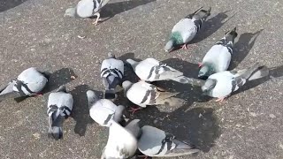 pigeons eating  food outdoors Stock Footage