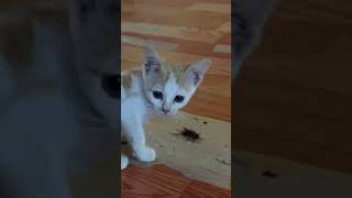 #pet #kitty #vs #cockroach #playing #shorts #viralvideo #video