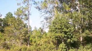 Homes for Sale - Bardin Rd , Palatka,Bardin Rd., Palatka, 32177 Bardin FL 32177 - Jill Beckham