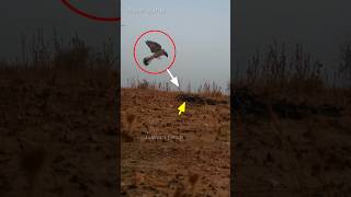 Pigeon trap | bird trap | pura video traps #shorts #youtubeshorts