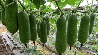 The Life Cycle of Chayote | Modern Agricultural Planting and Harvesting of Baby Winter Melon