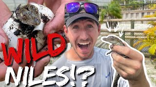 Nile Crocodiles Hatch out in Florida! | Primitive Predators