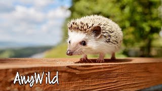 Кто такие Ёжики🦔 Интересные и Малоизвестные факты о Ёжиках🔥 AnyWild