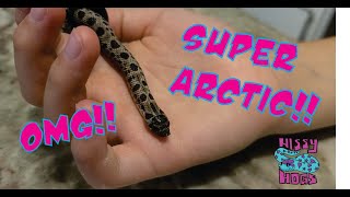 Unboxing Super Arctic Hognose Snake Hissy Hogs