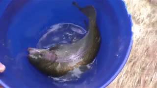 Stocking fish in my pond video: Rainbow trout