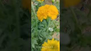 Marigold Farming #agriculture #marigold #smallbusiness #किसानज्ञान #farming #sandalwood #shorts