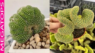 8 Cactus Monstruo Más Espectaculares