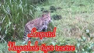 Leopard sighting- Nagarhole tiger reserve