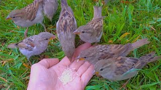 Quick Sparrow Breakfast by Hand [4K] House Sparrows