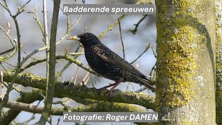 2024 01 25 Badderende spreeuwen