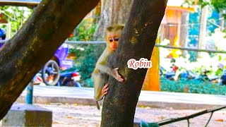 What happened ...? Baby Robin tries to run fast & climbs a tree while his mum tries to run after him