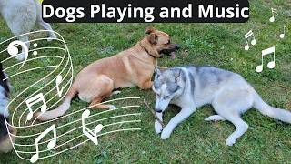 Dogs Playing and  Asian and Indian influenced music engaging and fun for you and your dog