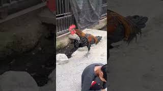 SUARA AYAM PELUNG | PUN MEGASTAR CALON AYAM JUARA