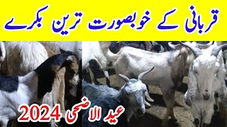 Bakra mandi 2024 || Punjab chowrang mandi || Eid-ul- Azha 2024 @ridarabail