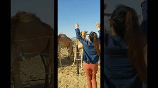 Camel Farm #shorts