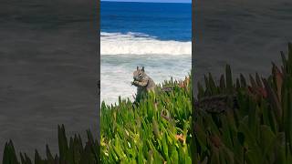 The amazing background doesn’t bother him😀 #animals #squirrel #photography #shorts #viral #trending