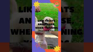 Incredible Dog Training - Mind-Blowing Tricks That Will Leave You Amazed - Part 1 #shorts