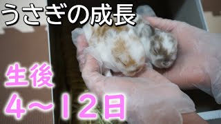 【うさぎの赤ちゃん】どんこベビーの成長記録4～12日【ホーランドロップ】