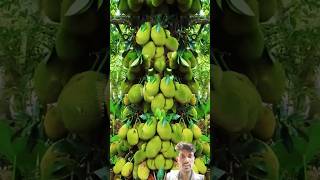 Growing Jackfruit from cuting #fruit#gardening #grafting #amazing #planting#jackfruit