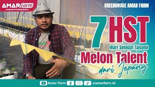 Melon Talent Hidroponik 7 Hari Setelah Taman (HST)