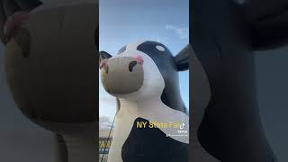 Meanwhile at the NY State Fair      … #moo #nysfair #fun