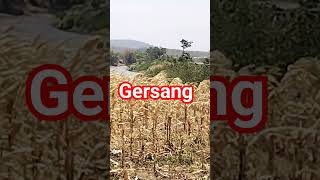 gersang #hujan #shorts