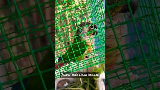 Yellow sided small conure with DNA tested card| @ Red belly ECR Chennai|#Shorts