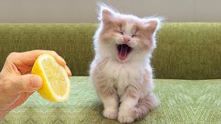 ПРИКОЛЫ С ЖИВОТНЫМИ ДО СЛЕЗ / Смешные КОТЫ 2022 / Приколы с КОТАМИ / Funny ANIMALS video