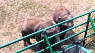 Elephants