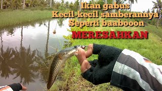 casting ikan gabus di spot tambak||sambaran kocolan seperti babooon