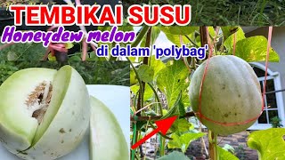 MEMETIK / PANEN TEMBIKAI SUSU | MELON HONEYDEW di dalam 'polybag'.