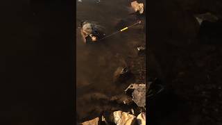 🔥Fishing gone wrong!🐢 #shorts #fishing #shortsfeed #subscribe  #fypシ