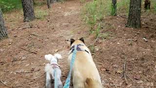 Old dogs hiking in the woods