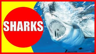 SHARKS FOR KIDS – Shark Facts for Children, Kindergarten and Preschoolers