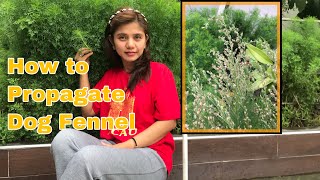 How to Propagate Dog Fennel or Eupatorium Capillifolium #herbs #insectrepellant #AlenBlooms