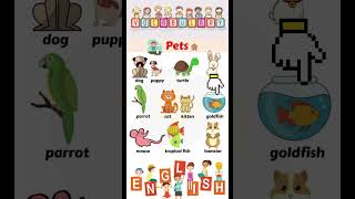 Pet vocabulary words - Let's study with Mây #short #englishlearning #hoctienganh #english