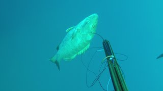 57 lb Cubera Snapper swims right up to speargun