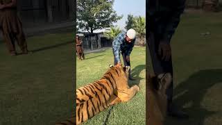 Zakir Naiq's Son with Bengal Tiger | Nouman Hassan |