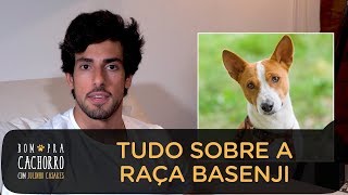 TUDO SOBRE A RAÇA BASENJI | BOM PRA CACHORRO