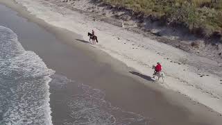 Horse's on the beach with the drone