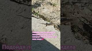 природа# ящерица подошла близко🦎