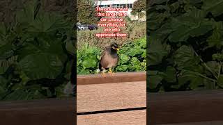 ADORABLE BIRD #shortvideo #adventure #journey #collectingmemories #travel