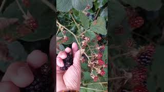 picking wild berries on my way home