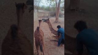 camel crying#viral #nature #viralvideos #wildlife #crazy #thar #sindh #villagelife