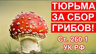 С 12.10.2023 г. за СБОР краснокнижных ГРИБОВ введена УГОЛОВНАЯ ответственность!