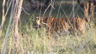 Tigers at Ranthambhore.mp4