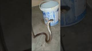 #sagar_sahu_0 #cobra #dengeroussnake #snakerescuevideo #youtubeshorts #trending #newvideo #cobra