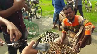 Pigeon Market In Bd | Unique Pigeon Collection Place | বাংলাদেশি কবুতরের বাজার।