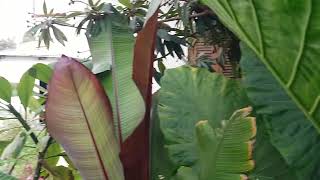 Ensete & Alocasia στην αυλή μου στο Τραχώνι Λεμεσού.